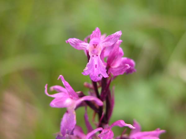 Orchis mascula